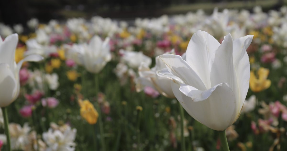 🌷チューリップ🌷トルコ原産
白い花色が美しい！
オランダは気候と土壌がチューリップ栽培に非常に適しており、凍らない程度の寒い所で、この花が人気に
 #チューリップ #島和太郎 #オフィスアーツ #花 #flowers #海浜公園 #スイーツ #CM #タレント #モデル #サラリーマン #写真家