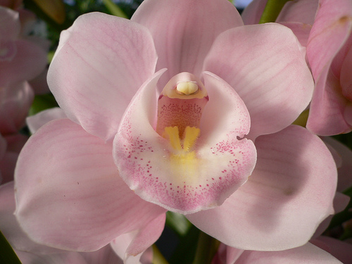 Pink Cymbidium Orchid 

#orchids #plants