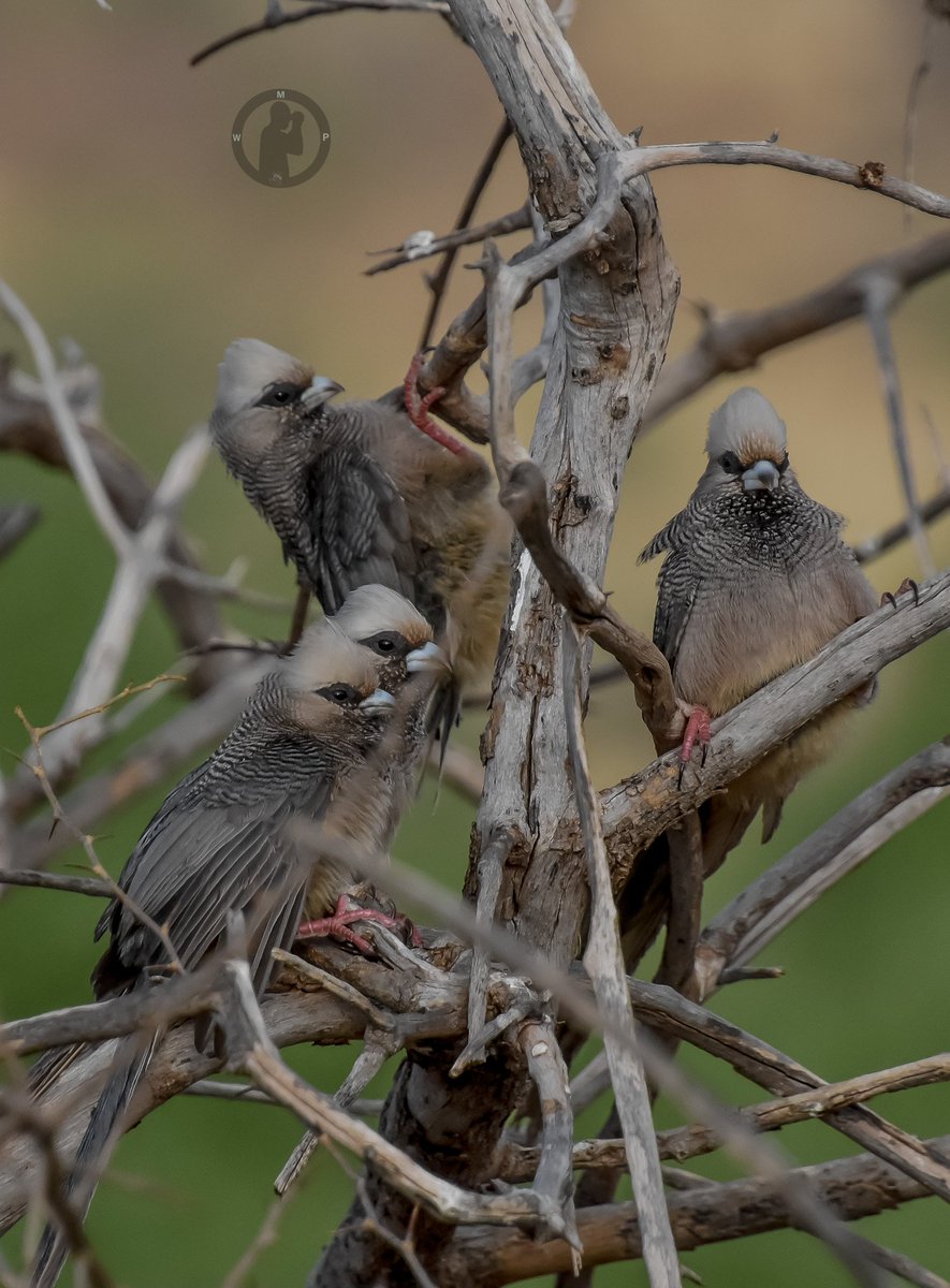 White-headed Mousebird - Colius leucocephalus Samburu National Reserve,Kenya.(march 2024). #martowanjohiphotography #birdwatching254 #birdwatchingwithmartowanjohi #BirdsSeenIn2024 #Twitternaturecommunity #birdsphotography #nikon #tamronlens #mousebirds #kenya #bdasafaris