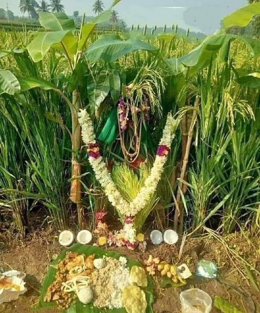 Beltane is the Gaelic May Day festival, marking the beginning of summer. It is traditionally held on 1 May, or about midway between the spring equinox and summer solstice. Right: This is how a farmer worships his crops & fields in Sanatan/Hindu culture.
