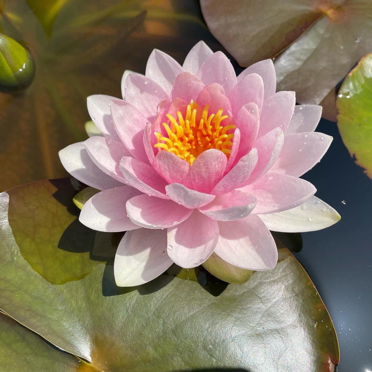 睡蓮　ダーウィン他睡蓮 Nymphaea odorata subsp. tuberosa（ニュンパエア・オドラタ