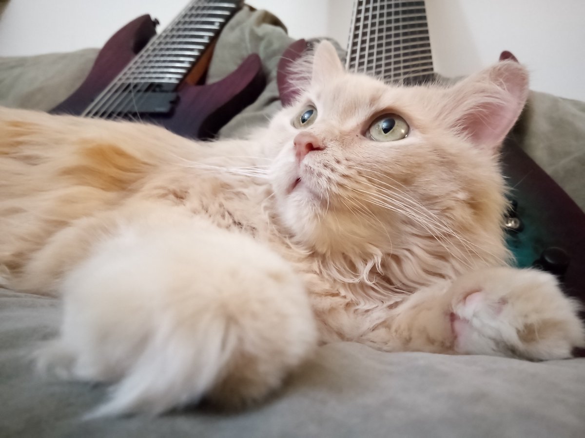 A cat protects her instruments. #Caturday