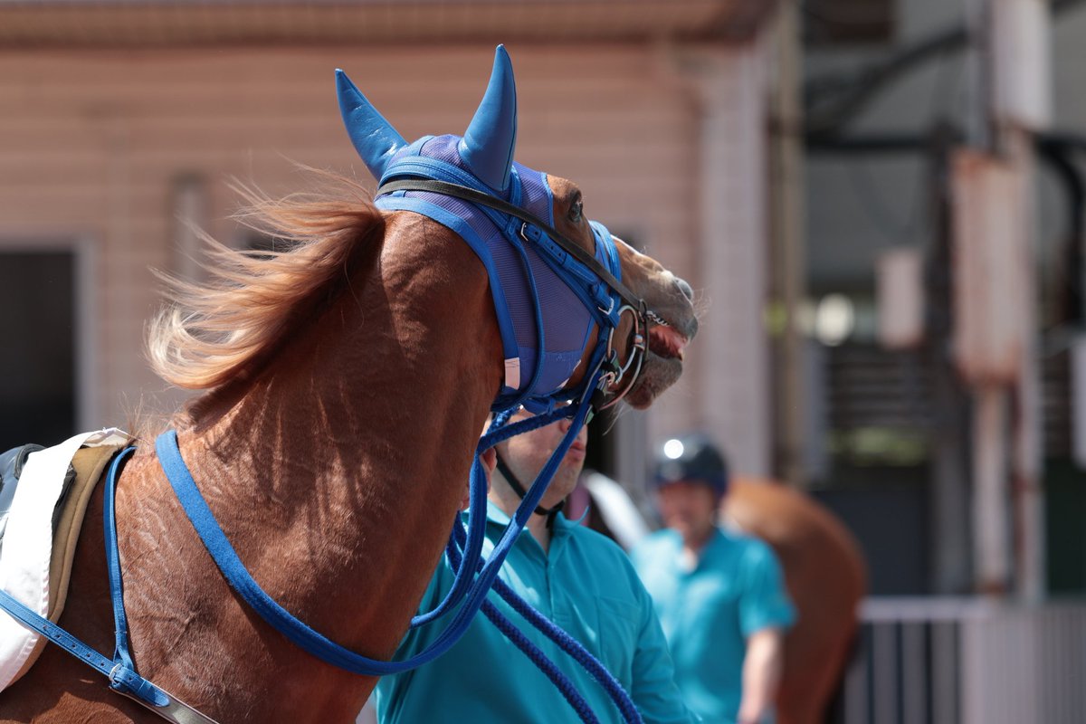 #ポンポンダリア
 #ゴールドシップ
 #岩手競馬