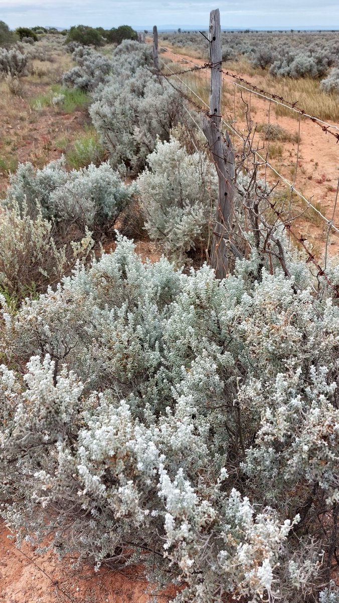 #FromTheArchives Looking along the fence line at #Nonowie in the Eyre Peninsula #SouthAustralia #traveloz #travel