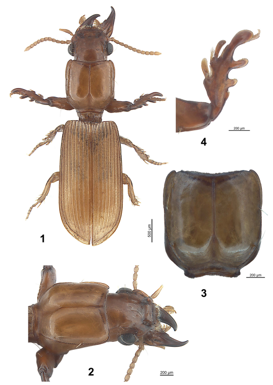 #LiteratureNotice Balkenohl. Notes on Clivinini species from Asia with the description of a #NewGenus and a #NewSpecies from Myanmar and the North of India (#Coleoptera, #Carabidae, Scaritinae). zobodat.at/pdf/LBB_0055_2… #Beetle #Beetles #GroundBeetles