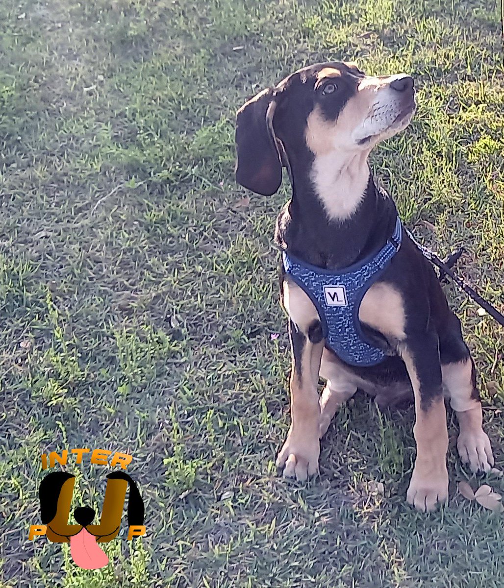 James enjoying the sunshine! | James Bean

#InterPup #JamesBean #Puppy #Pup #Dog #PuppyPictures #Beagle #Coonhound #BlackandTan #BlackandTanCoonhound #doggy #pet #mydog #doglover #pupper #bark #spoiled #dogstagram #dogsofinstagram #puppiesofinstagram #doglife #dogs #ilovemydog