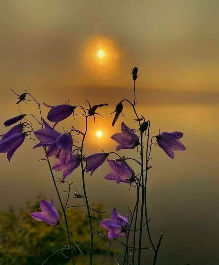 Goodnight 🌕 🌠 ✨🌠 💜V💛R💜I🧡B💛J💜🌠✨🌠✨🌠✨🌠✨🌠✨🌠✨🌆✨🌆✨🌆✨🌆✨🌆✨🌆✨🌆✨