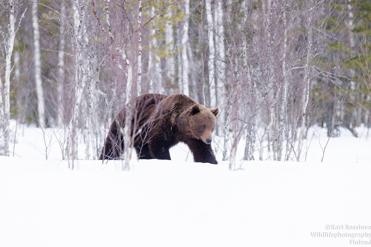 Karhu liikkuu punertavassa koivikossa. #Bears #birch #reddish #spring24