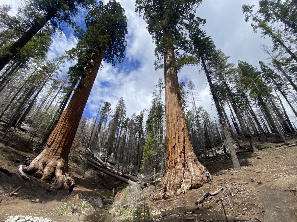 Giant #sequoias are the largest organisms on Earth (for scale, look for a human adult by the tree on the right) and among the oldest. Their shallow roots, thirst and thick bark make for a narrow comfort zone, 5-8k ft in elevation on the western slope of the Sierra Nevada. We are…