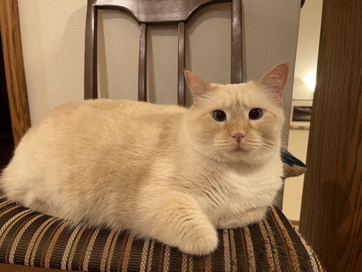 Caturday Night’s alright for loafing! 🎶