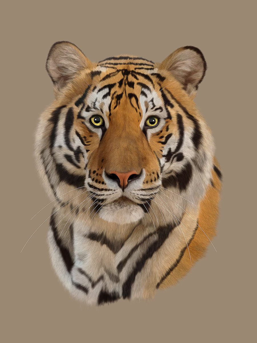 Not a photograph - I drew a tiger. RAJAH Please zoom in to see the details. I am accepting commissioned work to draw your dog and mint it in a blockchain. Please DM me if you’re interested. Please help to share too. Thank you. gallery.manifold.xyz/rajah