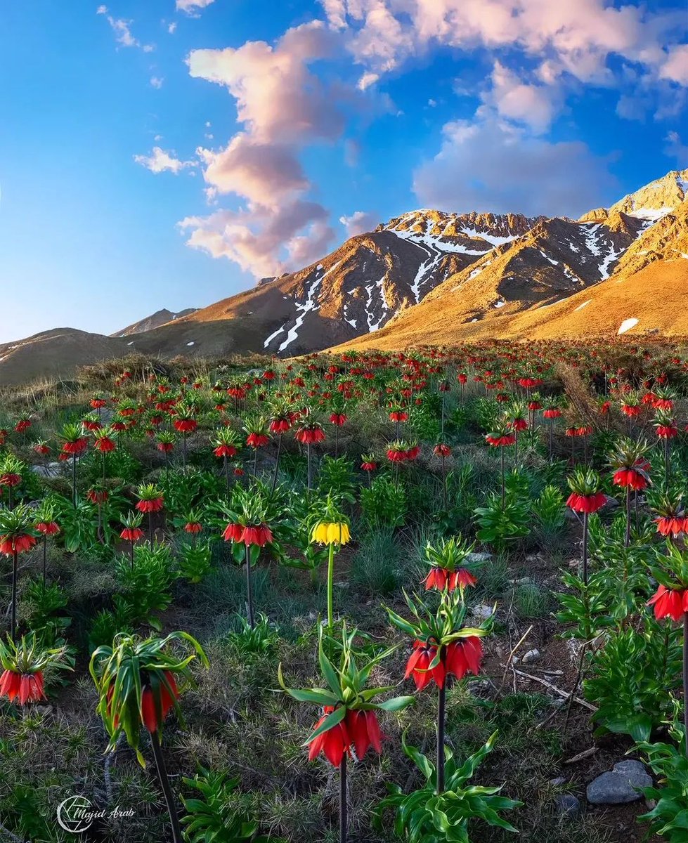 Tulips are very beautiful.🌷🌷🌷 

#NaturePhotography #NatureBeauty #Flowers #naturelovers