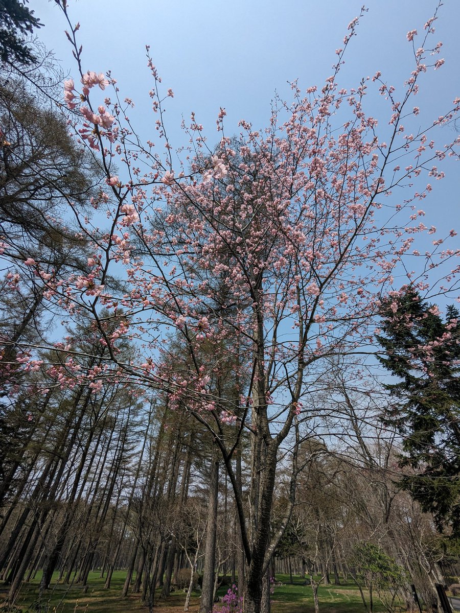 まだまだ北海道での花見出来ます！
#桜
#花見
#相互フォロー
#GW