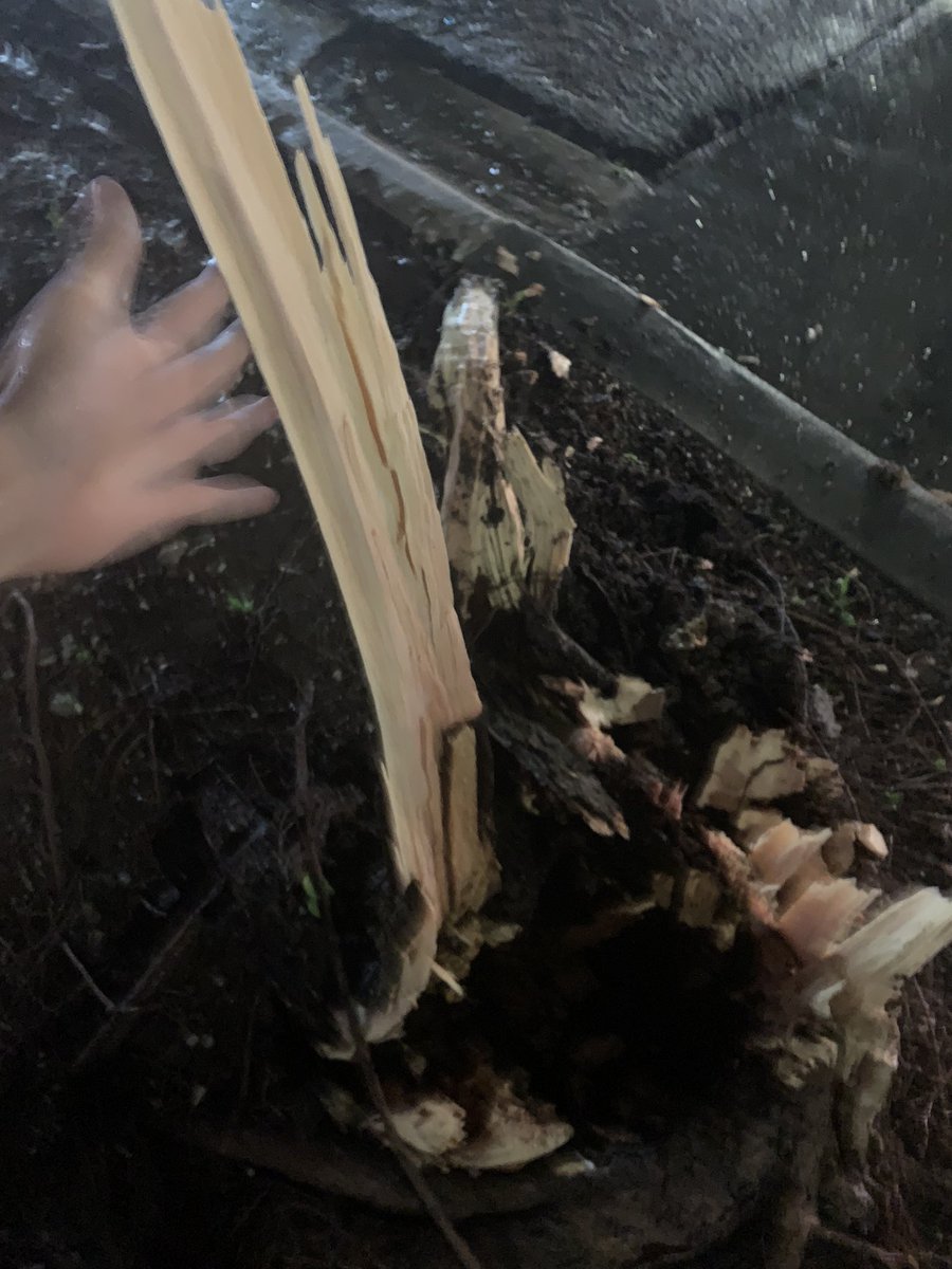 Slight tornado damage in north Norman. Whole trees down, large branches, some damage to structures #okwx #tornado