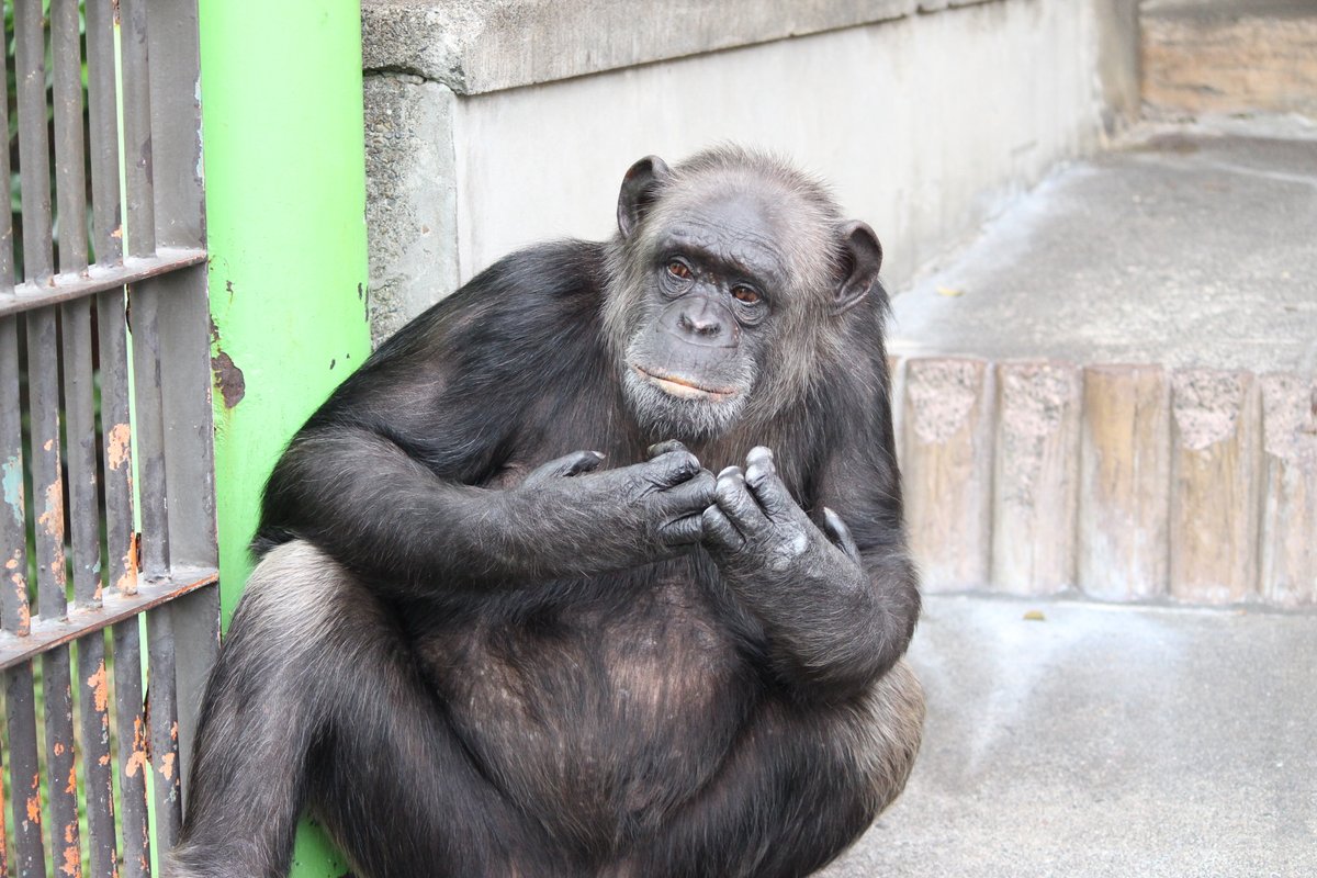 2024.4.11
＃チンパンジーの飼育日誌　を更新しました。

れんげ(♀)げんき(♂)9:00～16:00まで2頭同居、落ち着いている。

＃日本平動物園
＃チンパンジー
＃nihondairazoo