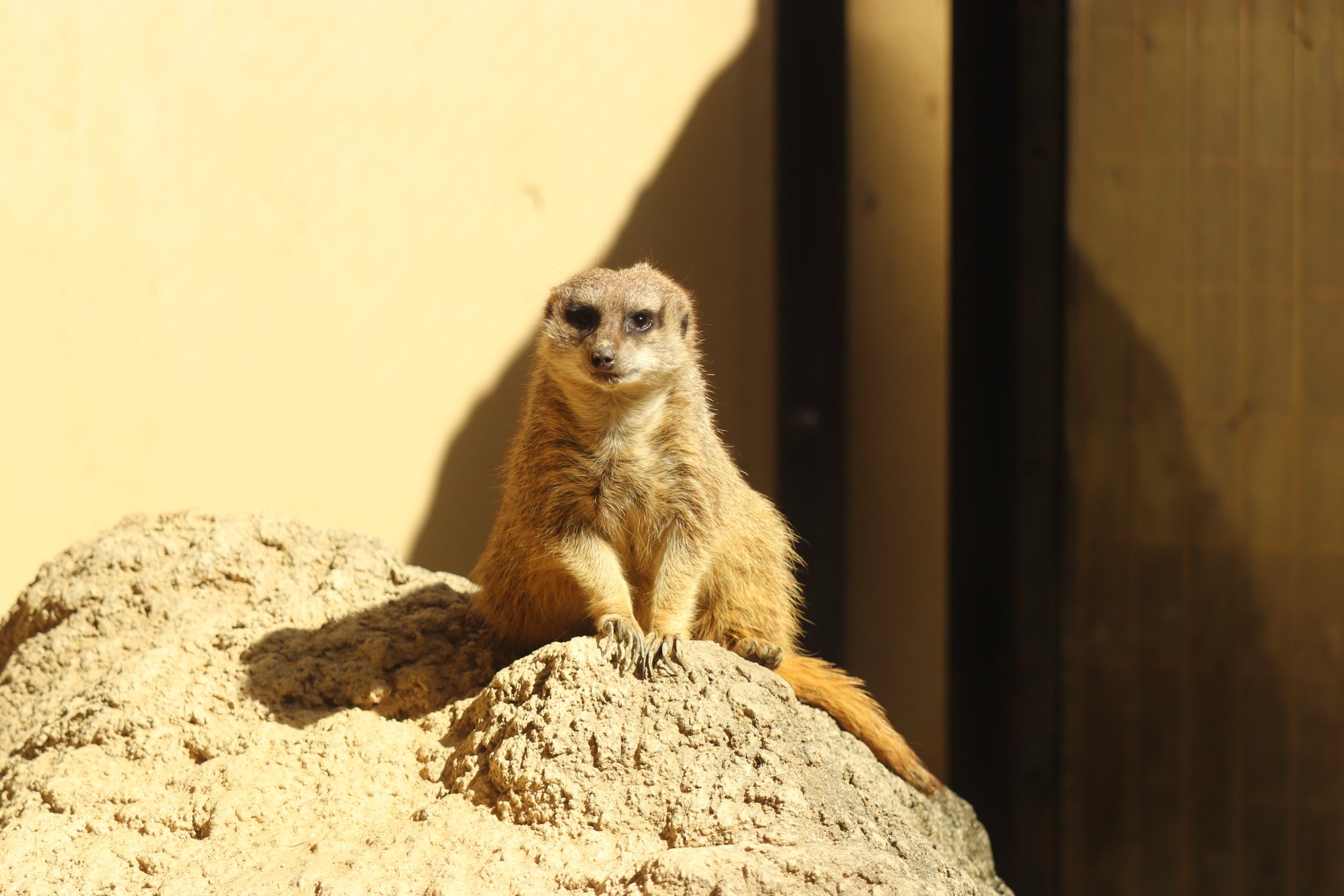 静岡市立日本平動物園 on X: 