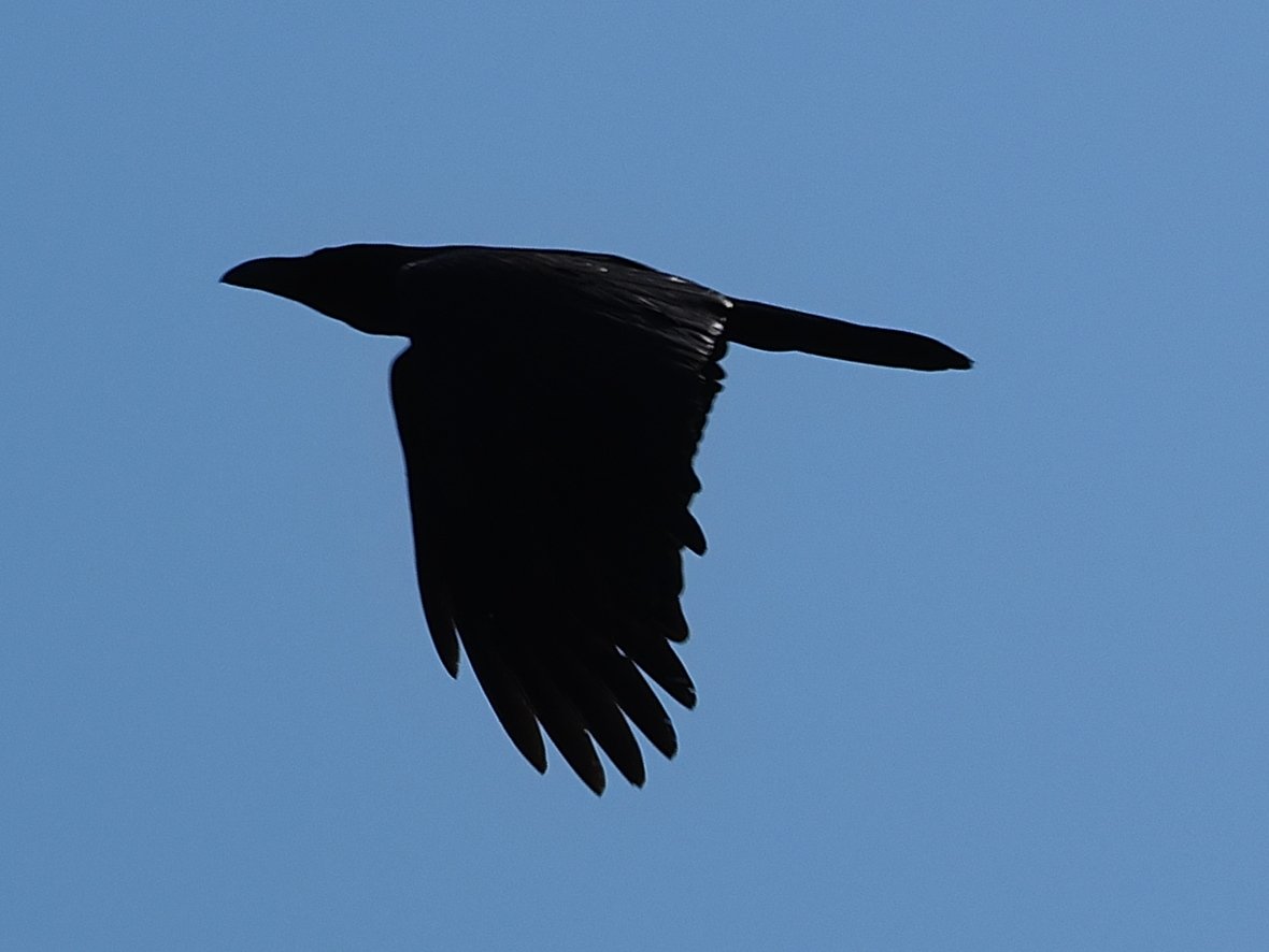 locco178's tweet image. かーくん
#OM5 #mzuiko75300 #procap