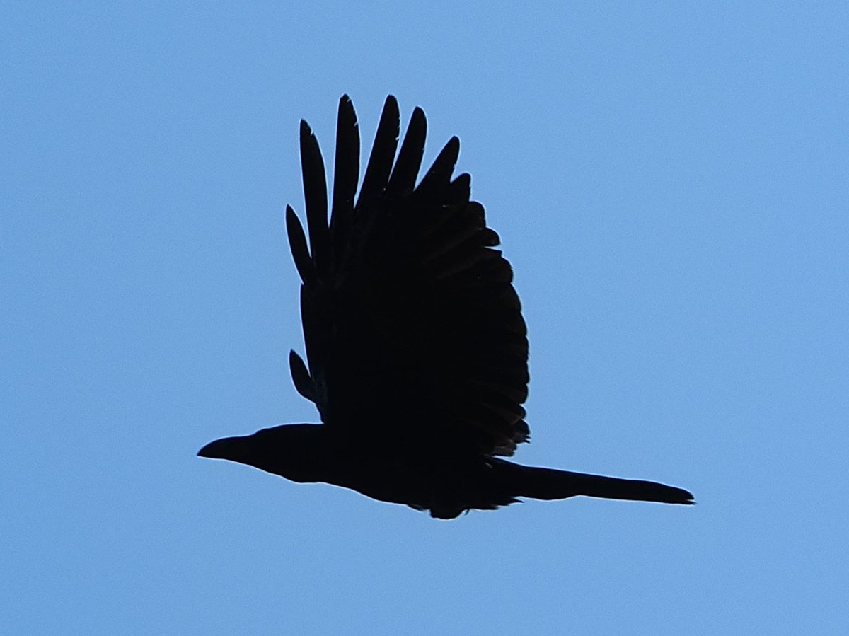 locco178's tweet image. かーくん
#OM5 #mzuiko75300 #procap