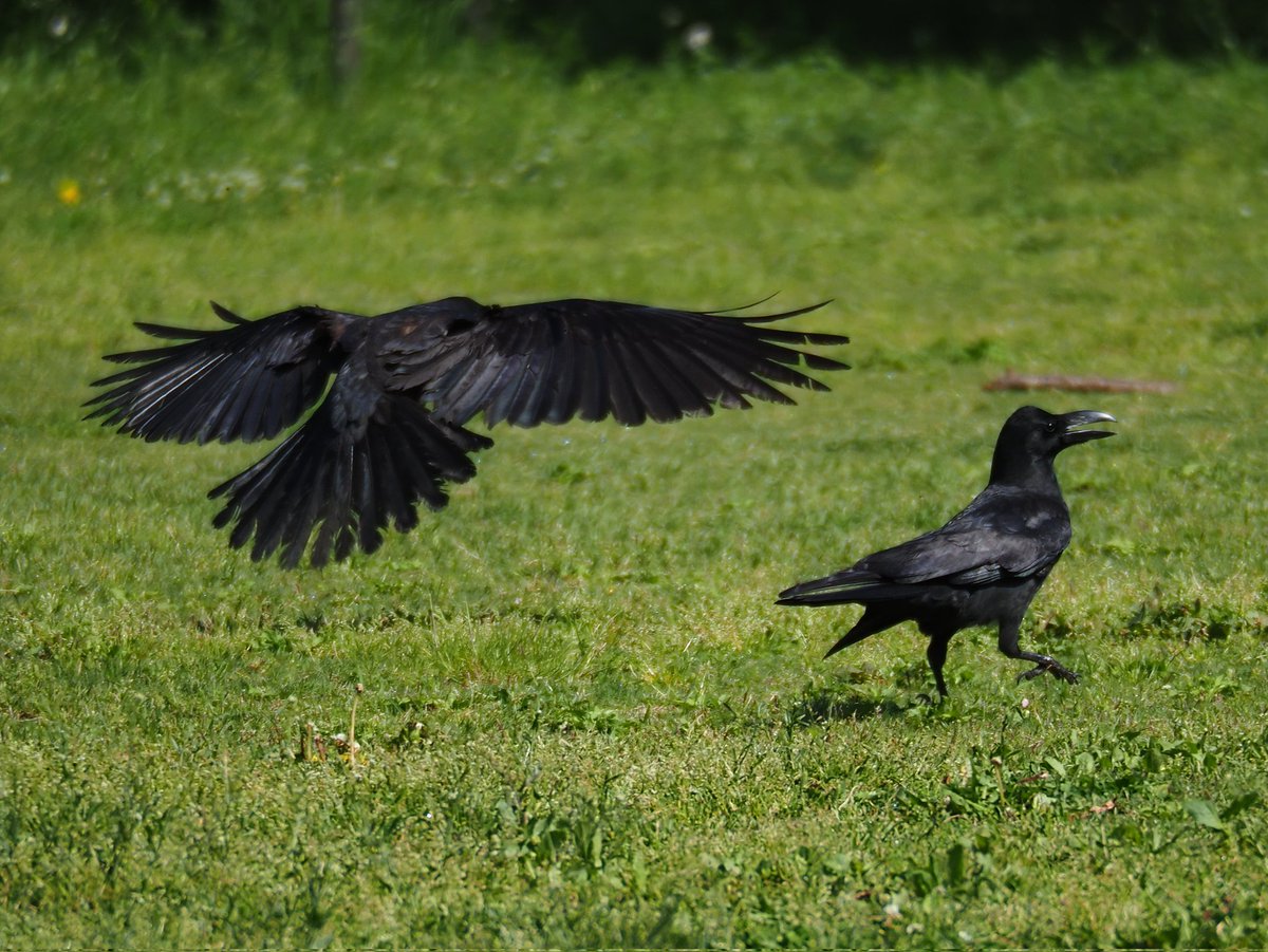 locco178's tweet image. かーくん
#OM5 #mzuiko75300 #procap