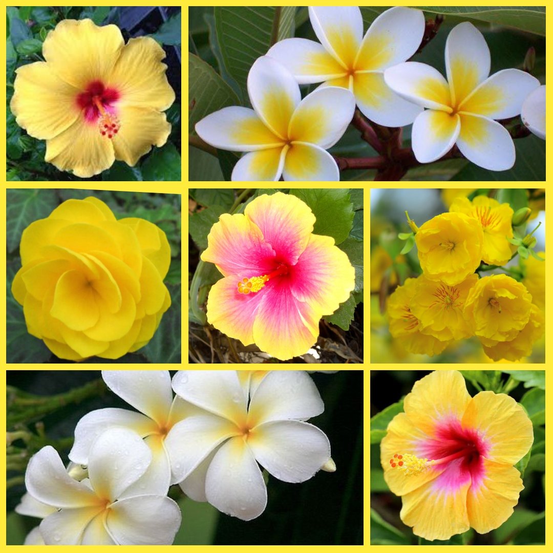 Just a little tropical for #SevenOnSunday #SundayYellow #Flowers 🌺💛 I hope you all recharge for the last few days of the month. #SundayVibes #SundayMotivation 🟡🟡🟡