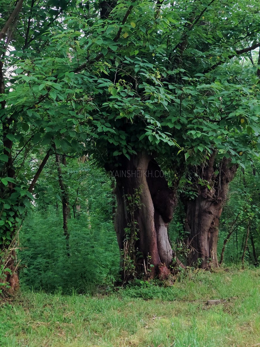 Look what I saw today 🤯 😱

*LOOK CLOSELY and guess!

©XainSheikh.com

#Islamabad #Pakistan #woodland #spring #weather #sonyxperia #sunrise @WWFPak #WowXperia #travelbeautifulpakistan #travellingthroughtheworld #awesome_earthpix #stayandwander