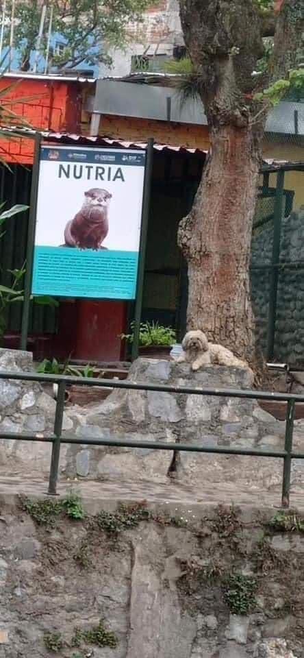 Cuando mientes en tu CV y te dan el empleo…