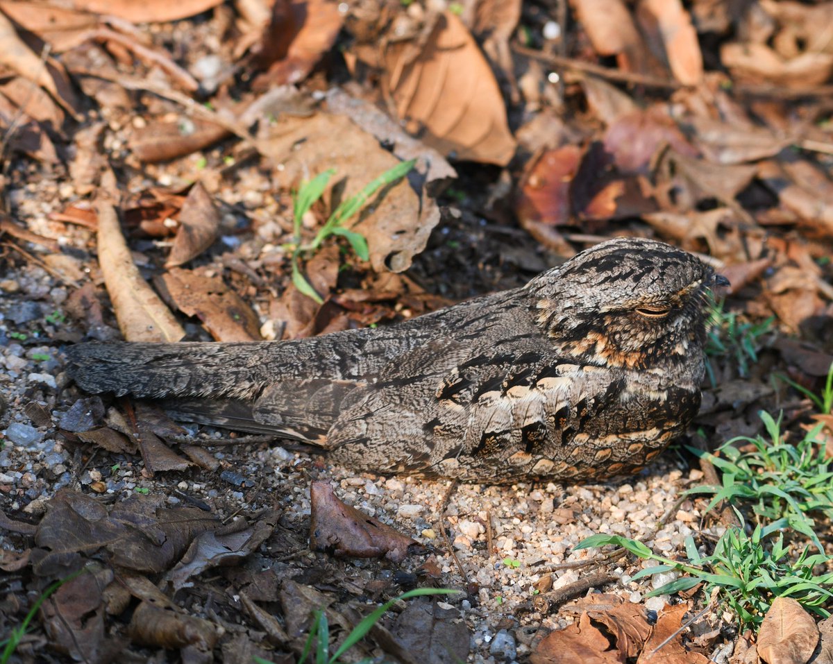 Love 😍 whenever I found any nightjar 😄#birdphotography #birdwatching #BirdsUp #BirdsOfTwitter #BBCWildlifePOTD  #NaturePhotography #natgeoindia #IndiAves #BirdsSeenIn2024 #ThePhotoHour #TwitterNatureCommunity #nikonphotography #kanha