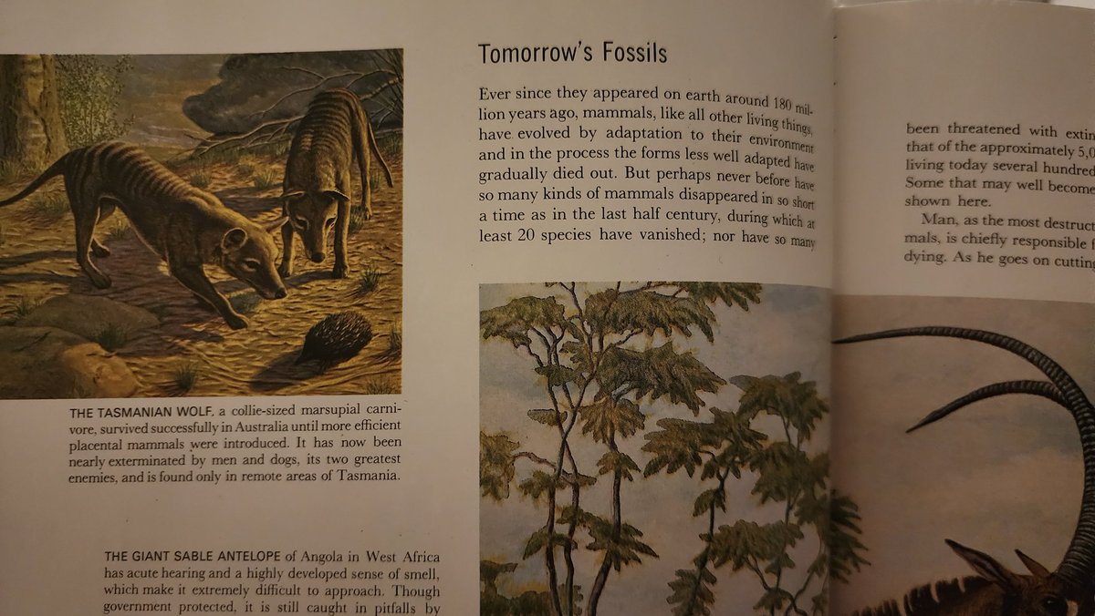 Vintage animal books are one of my favorite things to read, like, ever. Here's one that labels the thylacine as one of 'tomorrow's fossils' and 'is only found in remote areas of Tasmania'