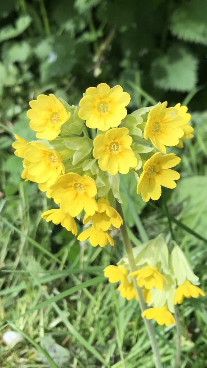 Morning 🌼….. Bit of a wash out 🌧 this morning… Here’s a little something to brighten things up…. HAPPY DAYS!!! 😊 #SundayYellow #GardeningX #PositiveVibes