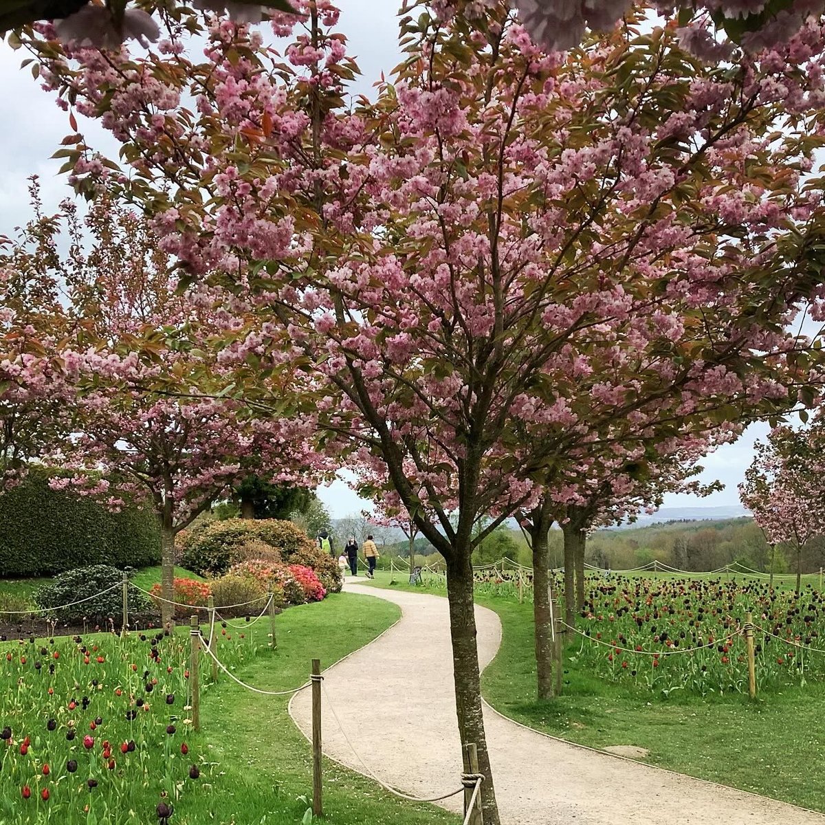 As #BlossomWeek draws to a close we’re celebrating with a round-up of some of the beautiful blossom you’ve been capturing at our places. Thanks to all these lovely people on Instagram who let us share their photos: @eseal @carol66mustang @my.dreaming.lens & @sylvanamaglova