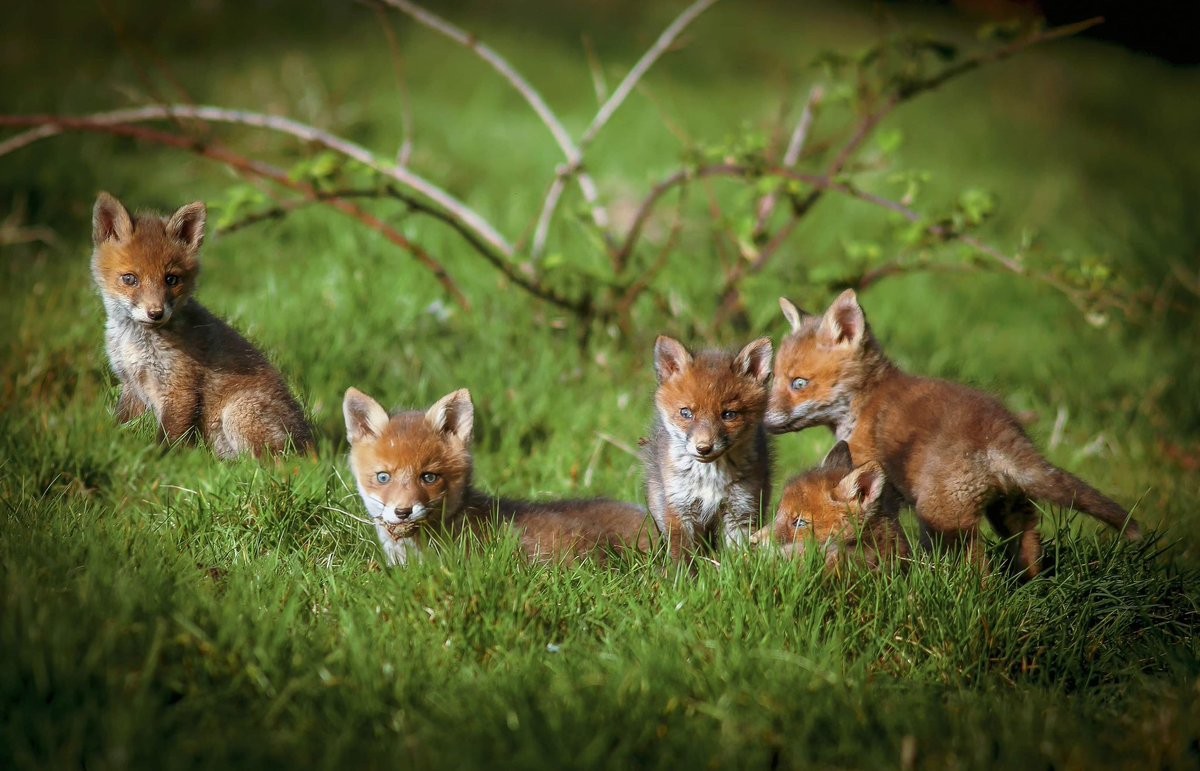P H O T O   O F   T H E   W E E K
How cute is this week's photo featuring these five beautiful fox cubs. It was taken by Rostrevor photographer  Louis McNally.  Louis is retired and enjoys wildlife photography and has taken some amazing wildlife shots.

#photooftheweek #foxcubs