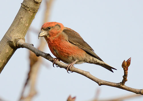 Red Crossbill. Natural history records that their unique curved bill is to extract seeds from pine cones. Folklore says that Crossbills tried to remove the nails from the feet of Jesus at the crucifixion and that their beaks were distorted by the supreme effort earning them the…