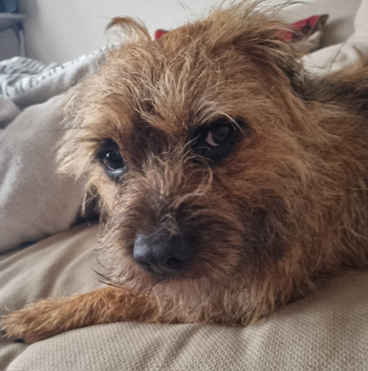 Dear all Hoomums & dads. We, the proud & noble #borderterriers of the #BTPosse dus not appreciate the inhumane 'need' to take us fur walkies in the rain. It not our responsibility dat yoos get yoos daily 'steps' in! Signed wet & cold in Dartford!