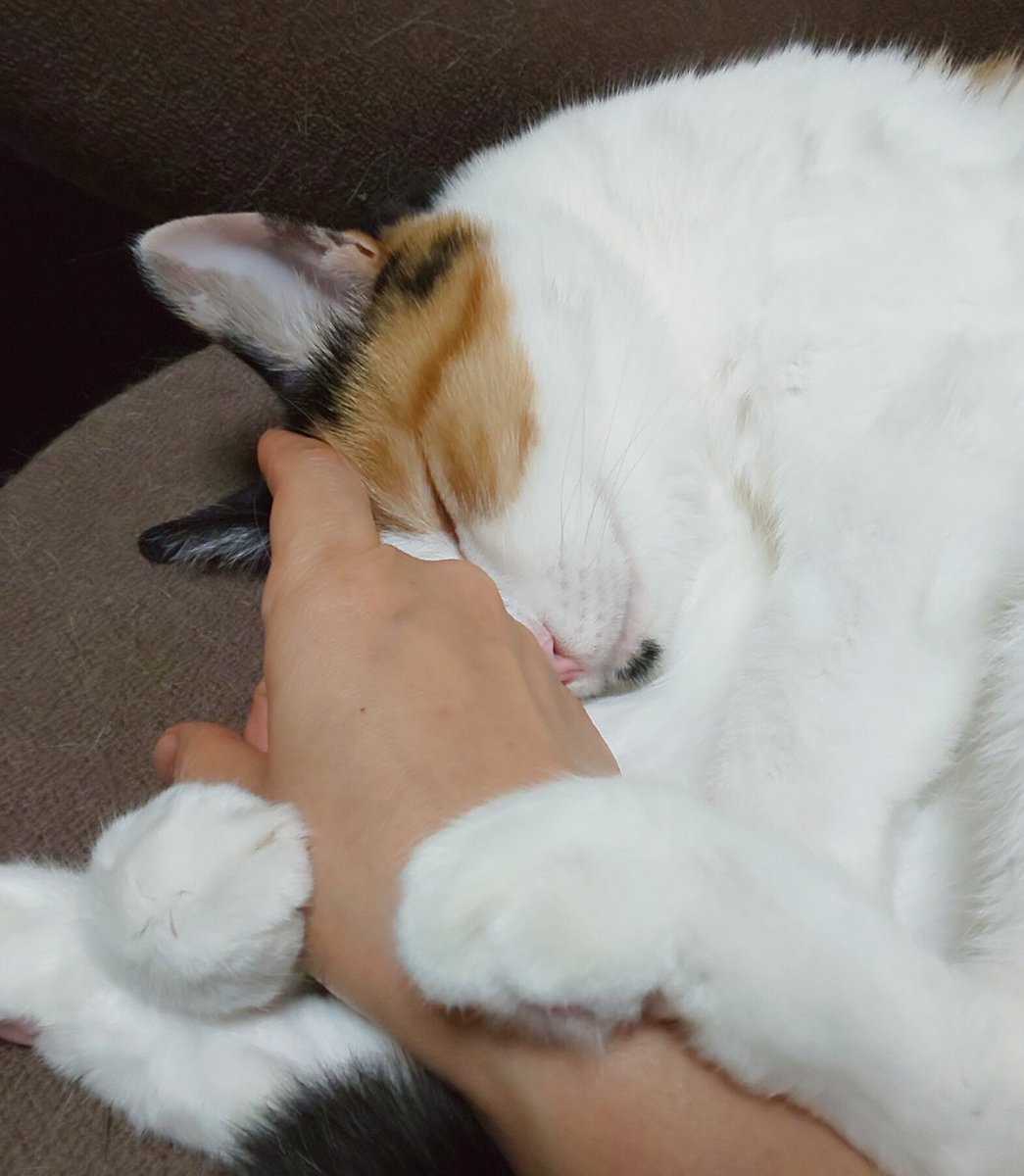 #うちの子バチクソ可愛い熟睡選手権

時間よとまれ…の瞬間