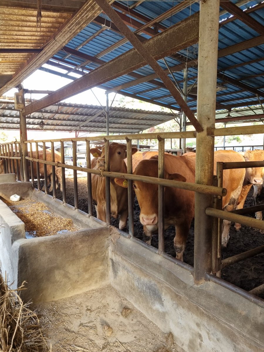 ToRong_je_'s tweet photo. 엄빠 데이트 보내놓고 오랜만에 소사료주기
아이고 영감...그 밥그릇은 안 잡으려했건만... https://t.co/HFL0VfheFl