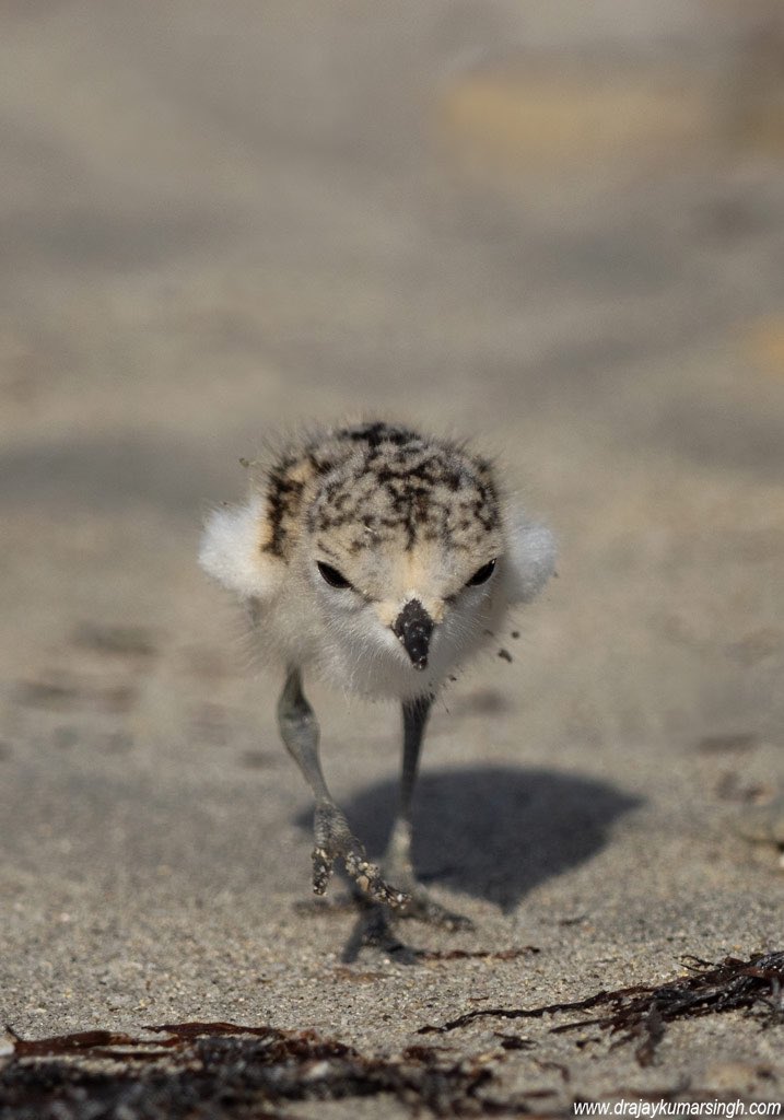 Kentish plover, Bahrain. #chick #KentishploverChick #KentishPlover #Wildlife #Bahrain