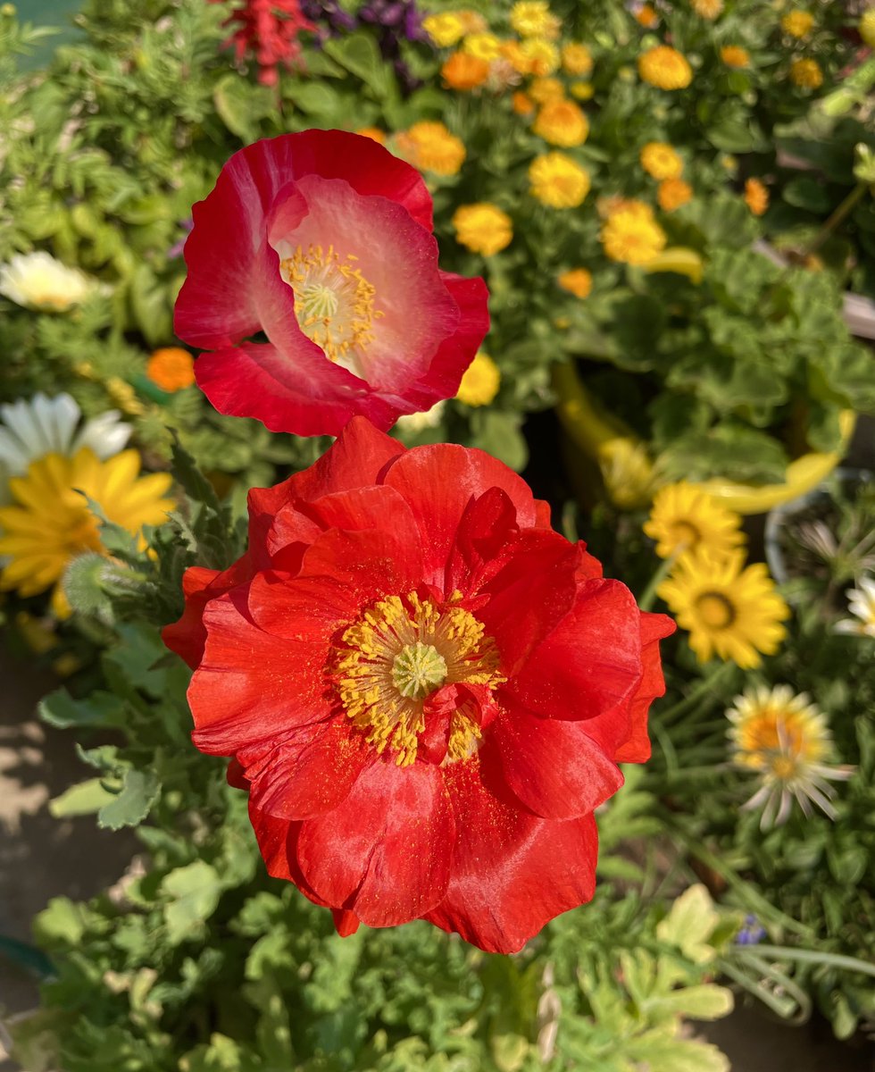 Anshika Shukla tweet media