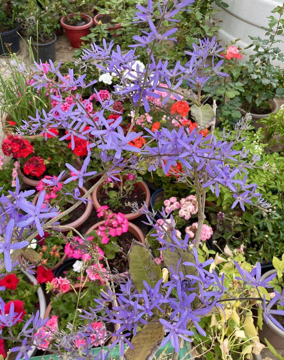 Anshika Shukla tweet media