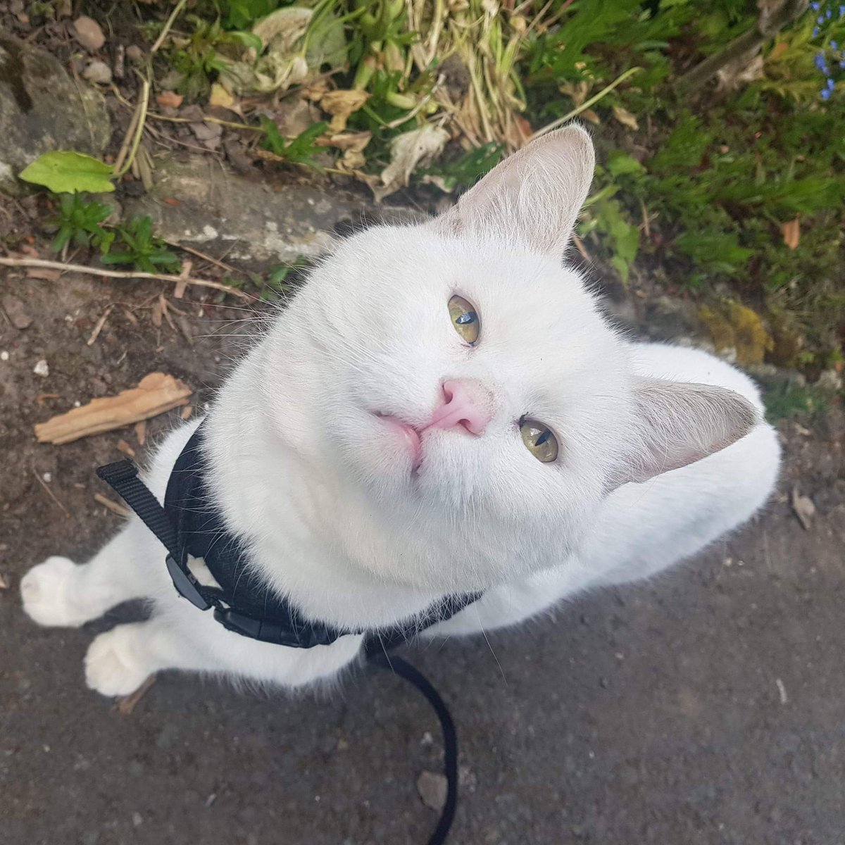 #SundayMorning ~ hello from Johnny out on his walk which he loves even though he is deaf & blind. Although we think he may be able to see shadows. Photo taken by the son of one of the volunteers. #inthecompanyofcats #catvibes #cats #rescuecats #purrfectfelines #catlovers #cat