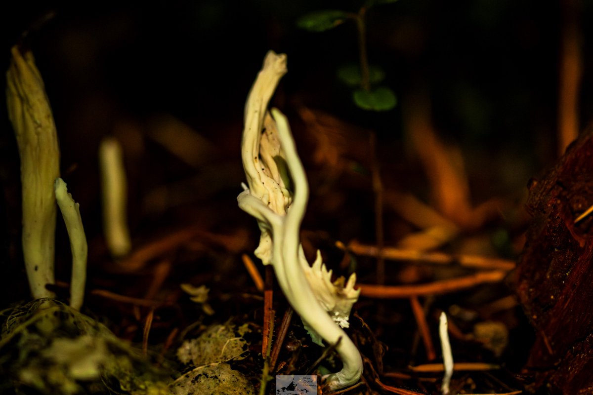 I #photograph spores, molds and fungus #photographylovers #macrophotography