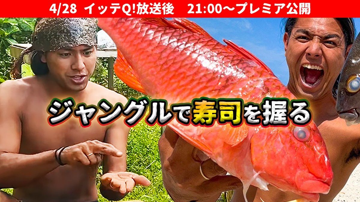 ＃キジー
＃イッテQ
本日の放送終了後にYouTubeにて動画公開！
キジーがジャングルで寿司に挑戦🍣
果たして寿司職人になりきれるのか⁉︎ 
youtu.be/tey1_GKkhL8?si…