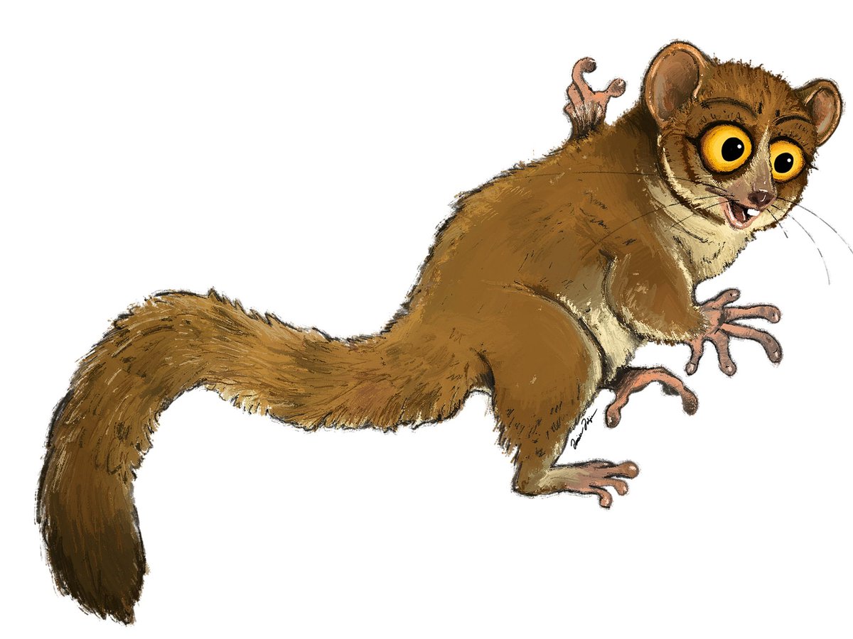 Mort from Madagascar! I based him mostly off of the Golden-brown Mouse Lemur (Microcebus ravelobensis), since his species isn’t specified! #art #lemur #primate #mammal