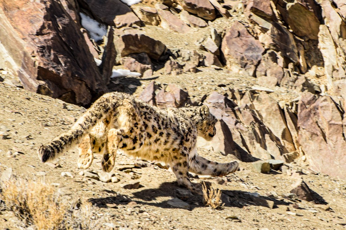 Snow Leopard...big paws. At Zinchan(Rumbak) #nature #snowleopard #Ladakh