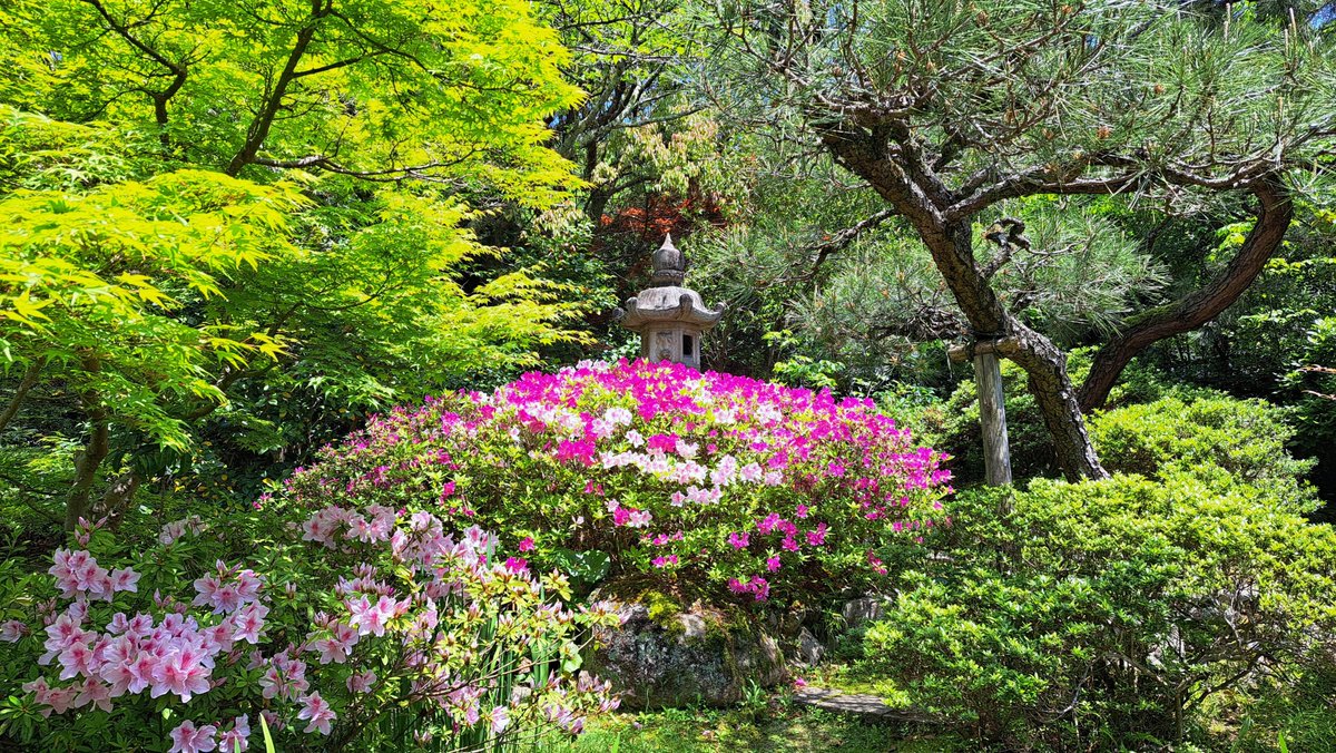 Tsutsuji now at full bloom. Maples a gorgeous shade of green. Pine trees look awesome all year round. Late spring and early summer is probably the best time of year for the shear array of colours.