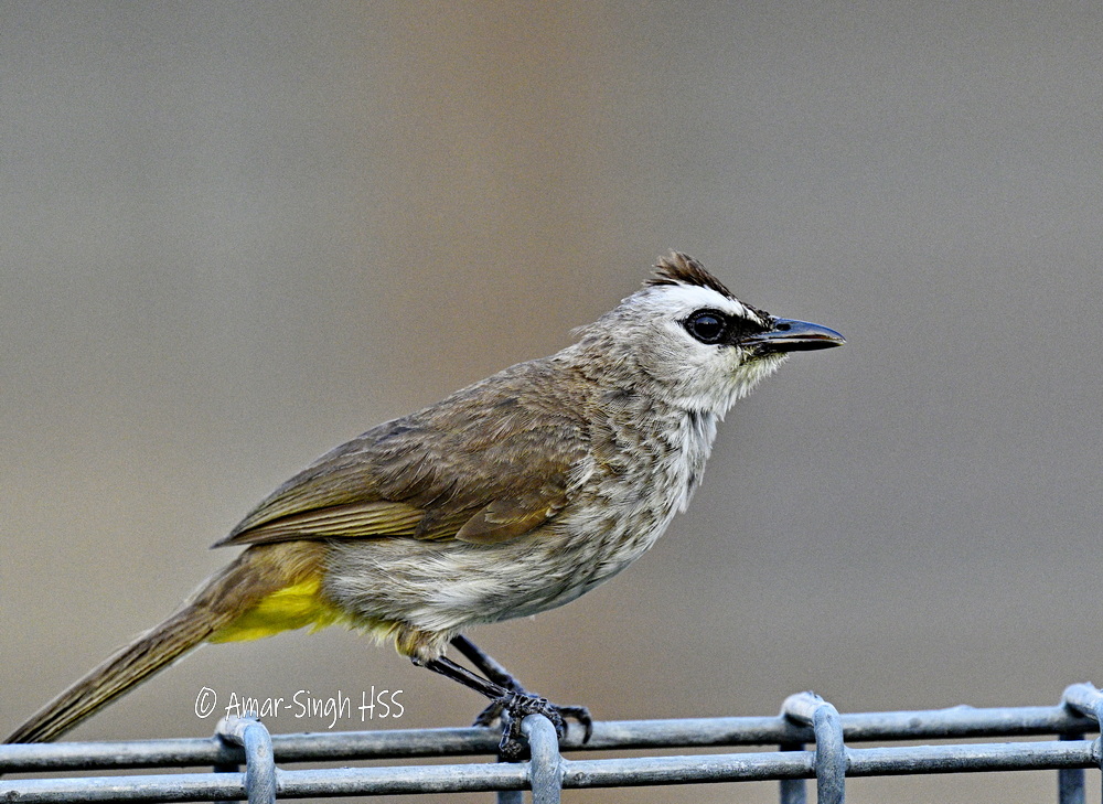 Yellow-vented Bulbul (Pycnonotus goiavier).
A common garden bird and a personal favourite - great personality. Notice I have not posted an image for this year. Image of one that lives in our garden. 
#BirdsSeenIn2024 #Ipoh #Perak #Malaysia @Avibase @orientbirdclub @IndiAves