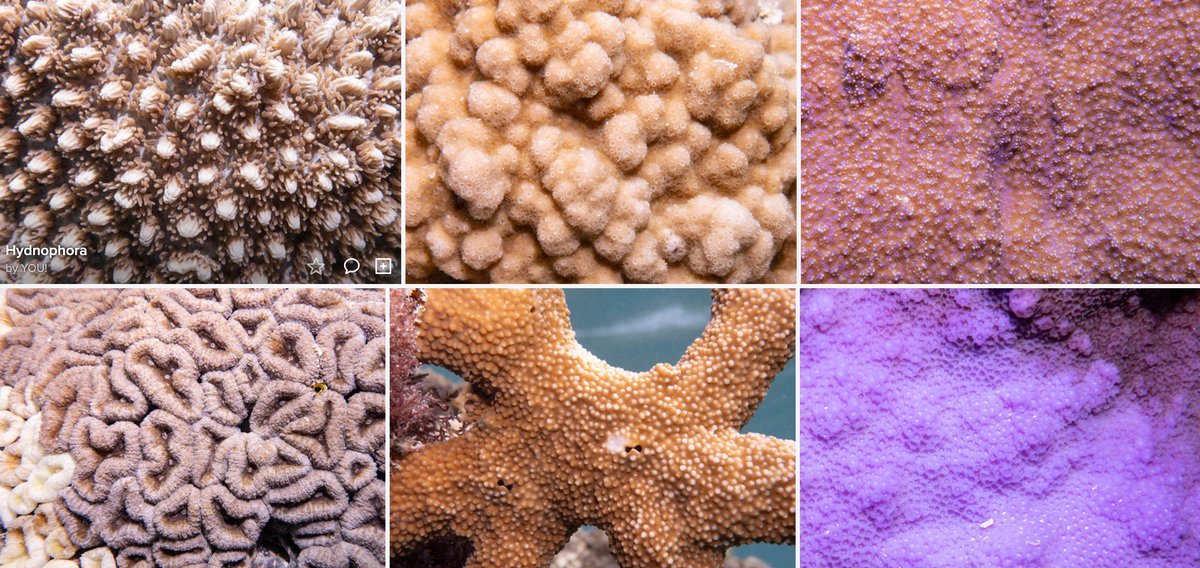 Coral textures 4, @OneTreeIslandRS @Sydney_Science