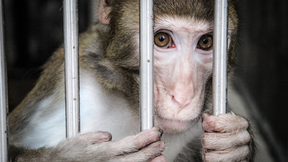 In the US there are approximately 78,000 Primates being used for Medical Research Figures via USDA