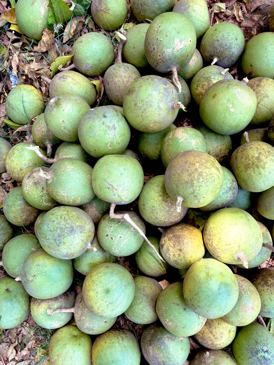 Bael (wood apple) plucked from the tree planted by me :) The Dwadashi thithi is addressed to Shri Hari. It is mentioned in Skand Puran that If on the Dwadashi falling on a Sunday people worship the bael tree, they get free from the sins of Brahmahatya etc.