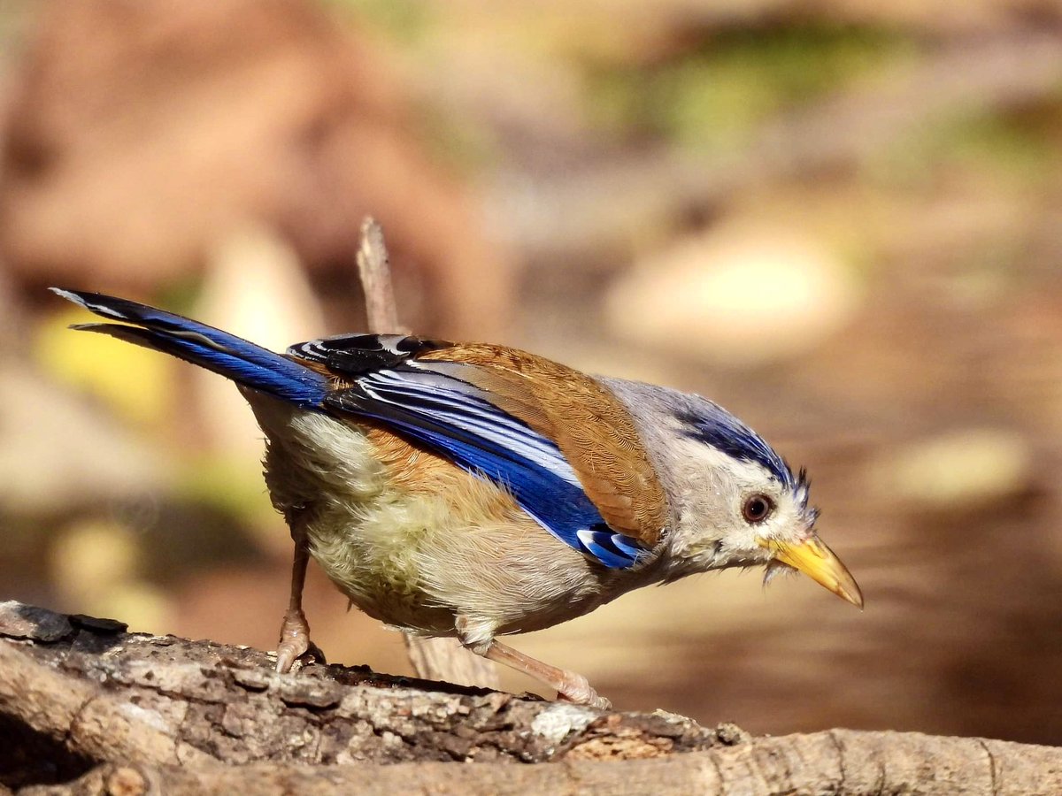 #IndiAves #TwitterNatureCommunity #birdphotography #BirdsOfTwitter #natgeo #BirdsSeenIn2024 Blue-winged Minla | Siva Cyanouroptera | The blue-winged wonder ! Sattal, April’24.
