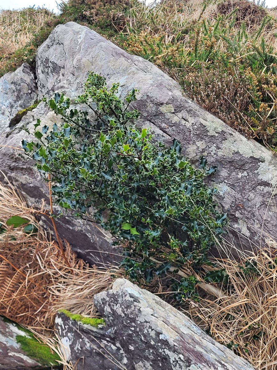 Up on the commonage, this holly 'got away' by seeding in a raised spot. But it can't grow any higher, as sheep can now eat any top growth from above. If the sheep were gone, this whole rocky wasteland would revert to rich wildlife habitat. Let's give farmers the option to do so.